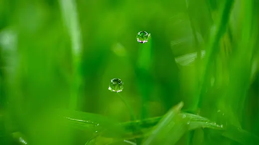 The upper portion of the image shows a close-up view of grass with droplets on it, creating a magnified look. In the lower portion of the image, we see the same scene but this time it appears to be the actual grass and not a zoomed-in section. It's an interesting visual comparison that highlights the difference in scale between the two images.